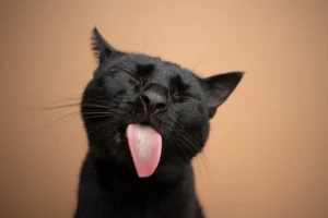 funny black cat sticking out tongue on brown background