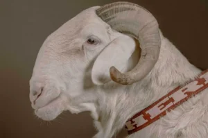 Conheça 5 fatos sobre um dos animais mais caros do mundo | Foto: Reprodução