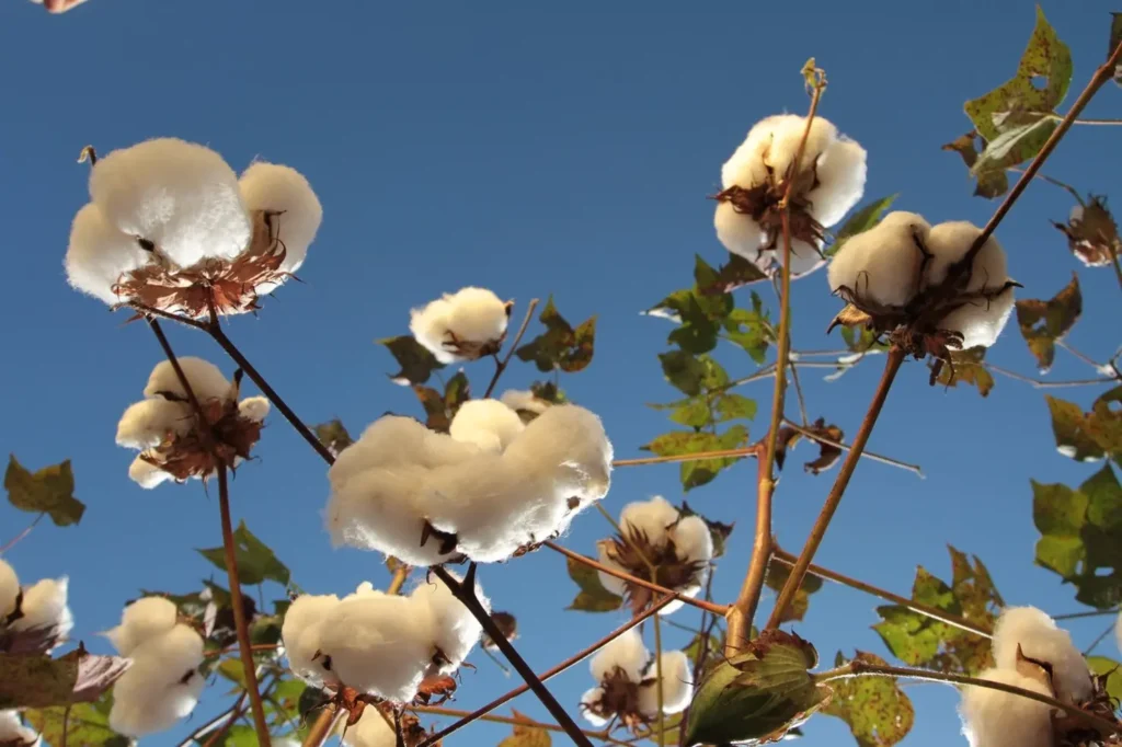 Boletim Agro em Dados demonstra um panorama da cotonicultura em Goiás e fornece dados sobre outras seis cadeias produtivas | Foto: Divulgação