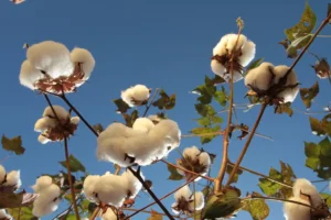 Boletim Agro em Dados demonstra um panorama da cotonicultura em Goiás e fornece dados sobre outras seis cadeias produtivas | Foto: Divulgação