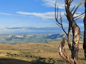 Pilhagem e desmatamento: fauna e flora goianas sob ameaça||