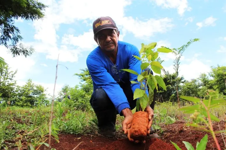 A meta é plantar 2 milhões de mudas ao longo de todo o território até 2025