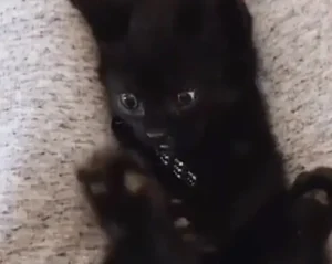 gato preto | Foto: Reprodução/Tiktok
