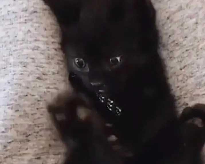 gato preto | Foto: Reprodução/Tiktok