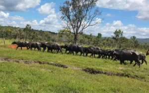 Fazendeiro deixa búfalos soltos em área quilombola e é indiciado por crimes ambientais na Chapada dos Veadeiros