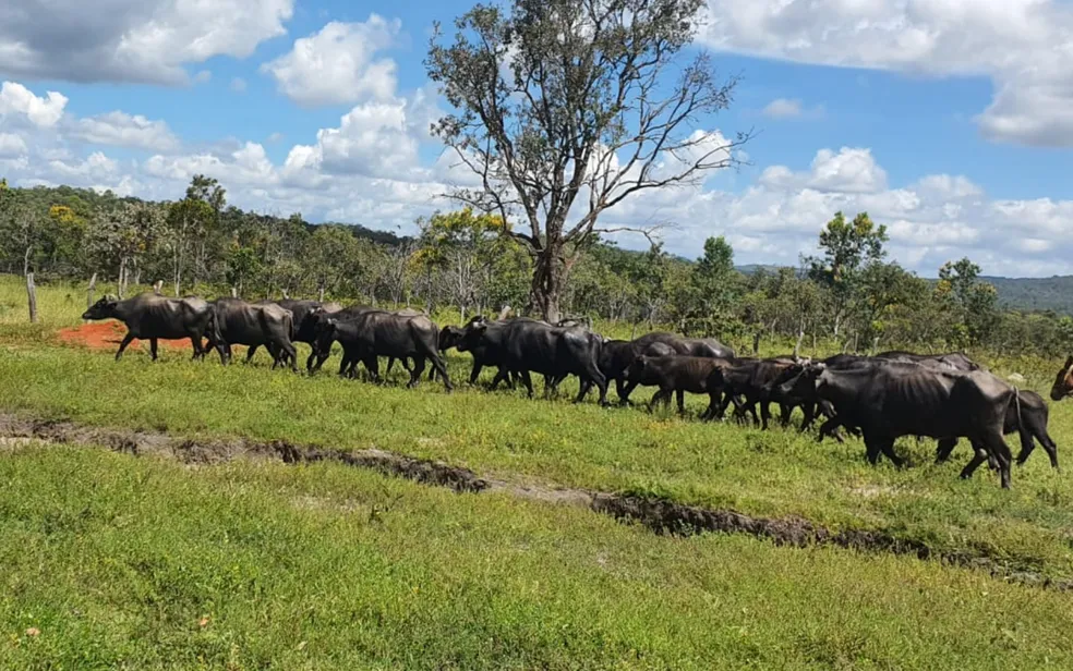 Fazendeiro deixa búfalos soltos em área quilombola e é indiciado por crimes ambientais na Chapada dos Veadeiros
