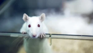 Medical Research: albino rat for animal experiments