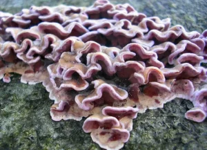 Foto: Arquivo/Fungal Punk Nature