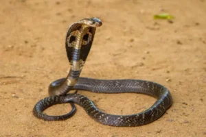 A picada de uma cobra naja pode levar um ser humano à morte. | Foto: Reprodução