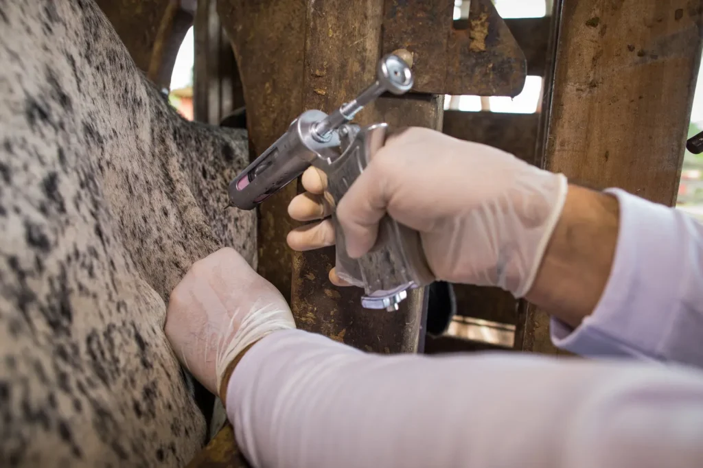 Alexânia, GO, 08 de abril de 2019. Campanha vacinação contra a Febre Aftosa. Bovino. Gado, Vacina, Curral. Ateg. Assistência técnica. Senar. Foto: Wenderson Araujo/Trilux