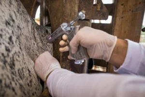 Alexânia, GO, 08 de abril de 2019. Campanha vacinação contra a Febre Aftosa. Bovino. Gado, Vacina, Curral. Ateg. Assistência técnica. Senar. Foto: Wenderson Araujo/Trilux