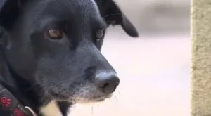 Foto: Divulgação/TV Vanguarda