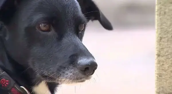 Foto: Divulgação/TV Vanguarda