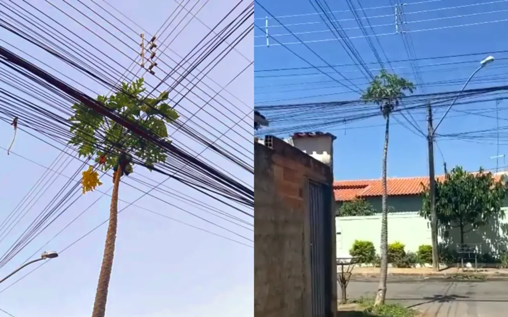 O caso surpreende não só pela árvore se enroscar nos fios, mas por ela crescer numa calçada e ainda produziu diversos frutos | Foto: Arquivo pessoal/Kamila Evelyn