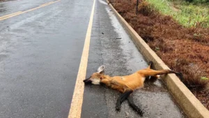 475 milhões de animais silvestres morrem nas estradas brasileiras anualmente | Foto: Divulgação