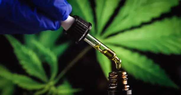 Scientist with gloves researching and examining CBD hemp oil in pipette. Concept of herbal alternative medicine, pharmaceutical industry