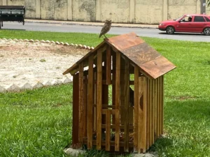 Corujas buraqueiras já habitavam locais, mas sem abrigo. | Foto: Prefeitura de Goiânia