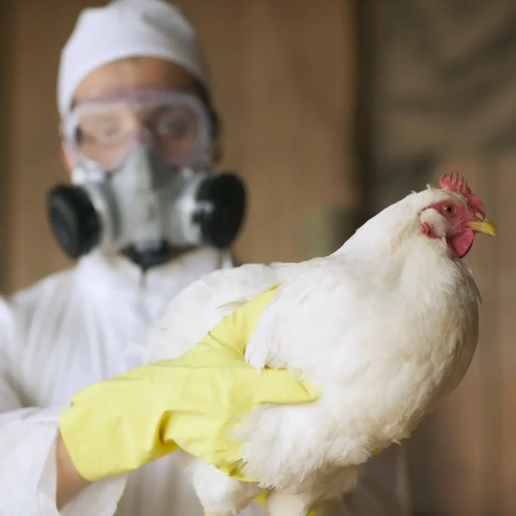 O Ministério da Saúde explicou que a transmissão da doença ocorre através do contato com aves doentes ou mortas | Foto: Reprodução/Peter Garrard Beck