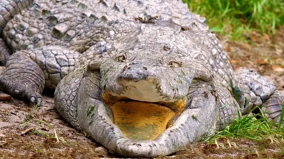 Orinoco Crocodile (Crocodylus intermedius) laying with its mouth open to regulate body heat.