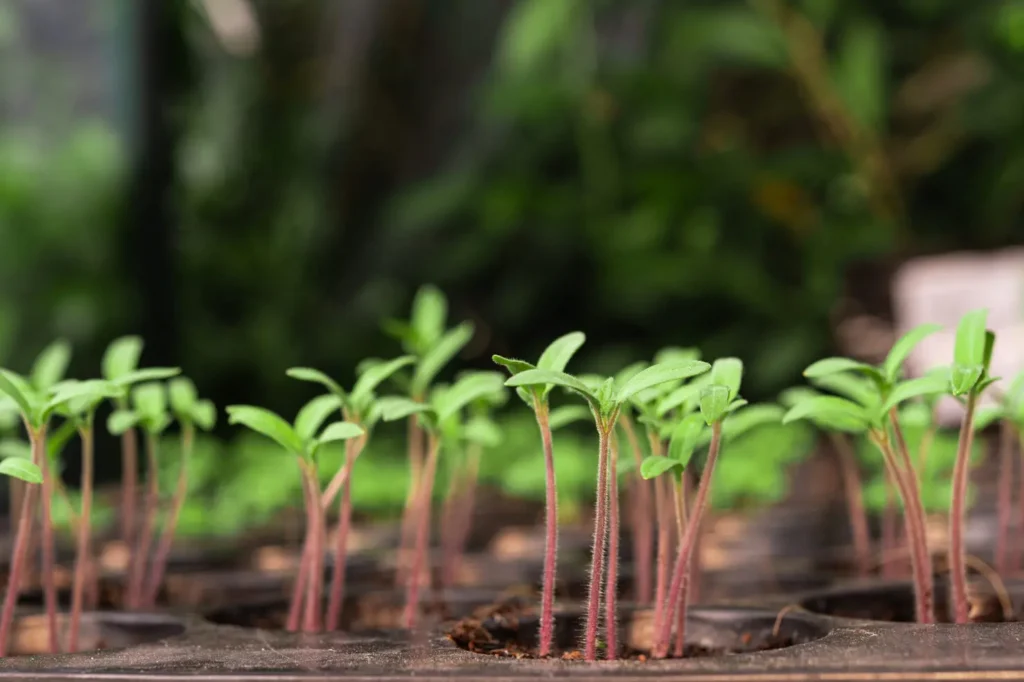 Goiás sanciona projeto "Nasce uma criança, planta-se uma árvore"