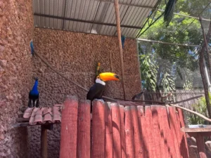 Os animais ficarão em quarentena em recintos enriquecidos e extras, para adaptação do novo local. | Foto: Divulgação / Agetul