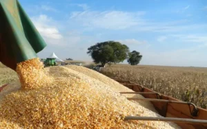 A compra marca a retomada da formação de estoques públicos pelo governo federal, após 6 anos | Foto: Reprodução/Femasul