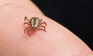 Transmissor da febre maculosa, o carrapato-estrela pode grudar em mais de um animal e até em seres humanos | Foto: Divulgação