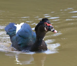 A pasta explicou que a detecção de um novo subtipo do vírus não tem relação com os focos confirmados de alta patogenicidade (H5N1) | Foto: Dario Sanches