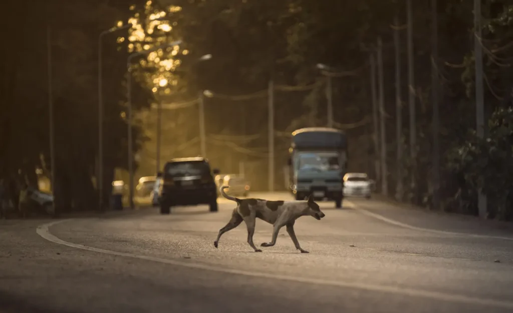 Dogs walking across the street