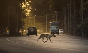 Dogs walking across the street