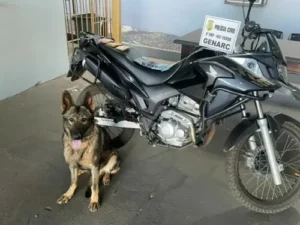 Polícia Civil encontra drogas com cão farejado, em Rio Verde | Foto: Divulgação / Polícia Civil