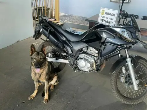 Polícia Civil encontra drogas com cão farejado, em Rio Verde | Foto: Divulgação / Polícia Civil
