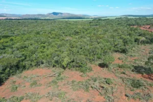 Relatório divulgado nesta segunda-feira (12/06) confirma que a supressão ilegal de vegetação cresceu no Cerrado, mas não em território goiano | Foto: Semad