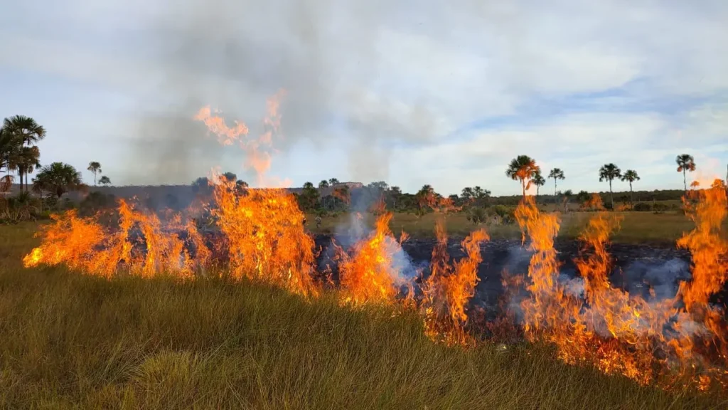 Ação da Secretaria de Meio Ambiente cobriu área com cerca de seis hectares; foco é reduzir material que serve de combustível para o fogo. | Foto: Semad