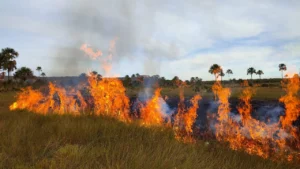 Ação da Secretaria de Meio Ambiente cobriu área com cerca de seis hectares; foco é reduzir material que serve de combustível para o fogo. | Foto: Semad
