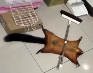 Entenda motivo de esquilo ter simulado a própria morte | Foto: Montagem/ Reprodução vídeo