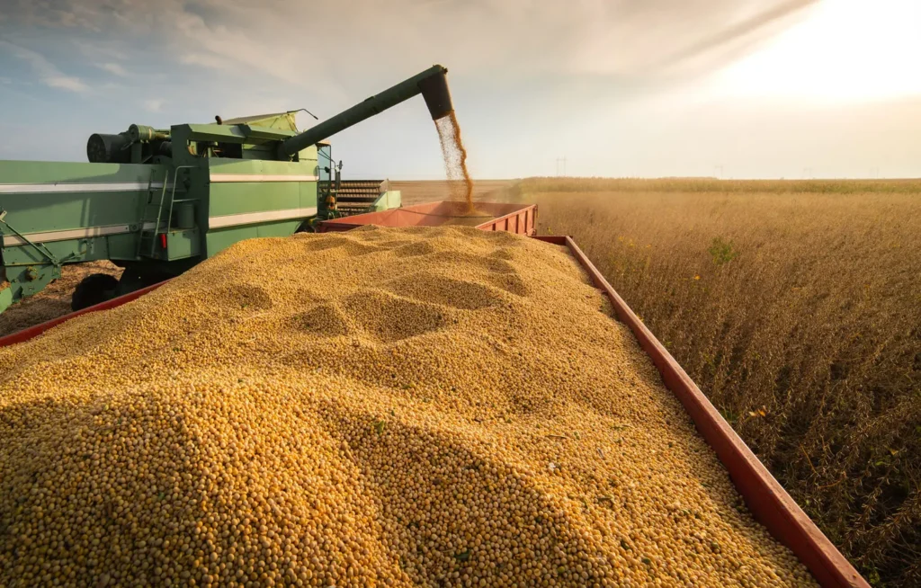 A combine harvesting soybeans at sunset