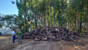 As espécies de madeira mais flagradas sem DOF em Goiás são do bioma amazônico | Foto: Ludmilla Gondim/Câmara Municipal de Goiânia