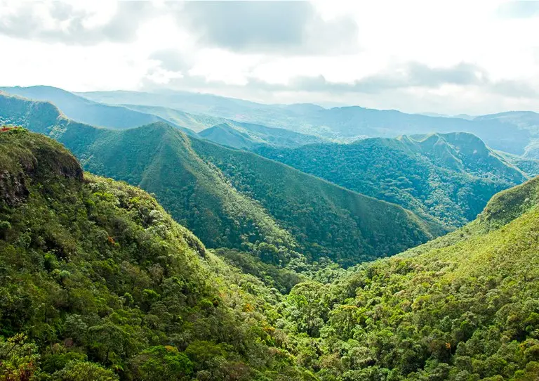 Dados do MapBiomas apontam que o desmatamento na Mata Atlântica teve queda de 42% nos primeiros meses de 2023 | Foto: Divulgação / Paulo Baptista