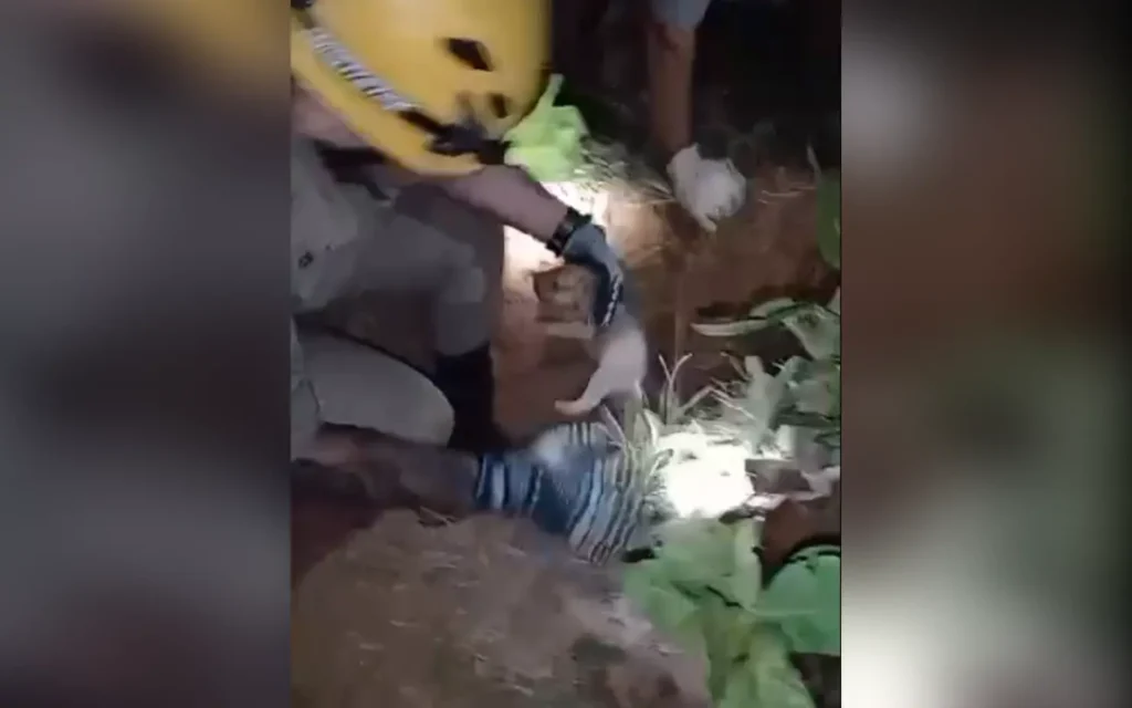 Após o resgate, os cinco filhotes ficaram sob os cuidados da pessoa que acionou a equipe, que garantiu que receberiam os cuidados necessários | Foto;
