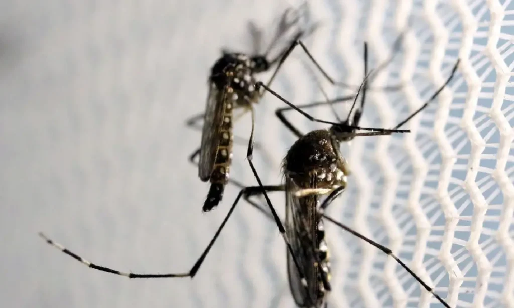 dengue-casos-goiania