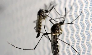 dengue-casos-goiania
