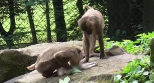 Após a morte do filho, a fêmea passou a proteger o cadáver o e impedir que os tratadores levassem o corpo do local | Foto: Reprodução/ Primates/ Casetta