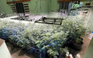 A quadrilha plantava a droga em um sobrado há cerca de três anos. | Foto: Divulgação / PM