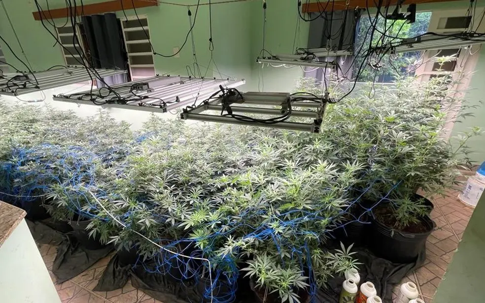A quadrilha plantava a droga em um sobrado há cerca de três anos. | Foto: Divulgação / PM