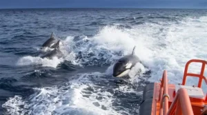 Segundo relato dos marinheiros enquanto mais veloz estiver o barco, mais as orcas batem, e a perseguição pode durar até mais de uma hora | Foto: Reprodução/ Vídeo