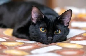 Hoje é o Dia Internacional da Apreciação do Gato Preto