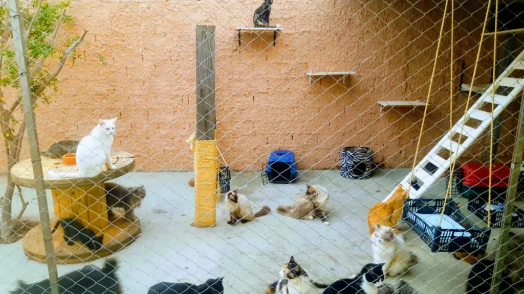Para realizar a adoção de um animal, o interessado precisa passar por uma triagem e, claro, ter interesse em acolher o animal | Foto: Ong Santuário