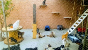 Para realizar a adoção de um animal, o interessado precisa passar por uma triagem e, claro, ter interesse em acolher o animal | Foto: Ong Santuário
