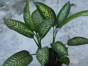 Algumas dessas plantas perigosas são usadas como decoração em residências | Foto: ABr
